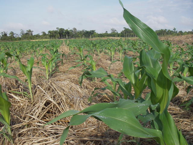 Brachiaria ruziziensis