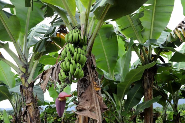 Paraná banana