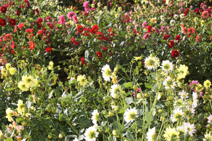 floricultura PR