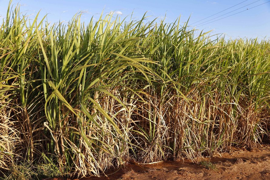 cana-de-açúcar