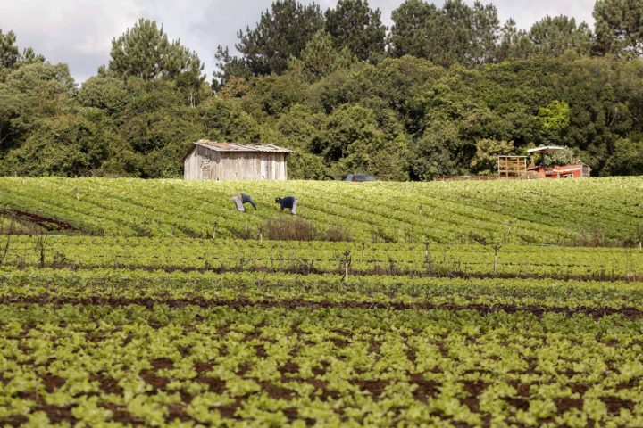 Agricultura