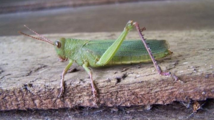 Gafanhotos Schistocerca cancellata