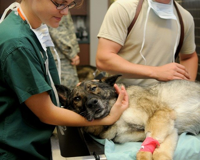 medicina veterinária