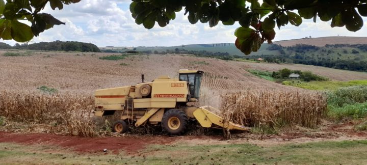 Produção de milho Eli Vive