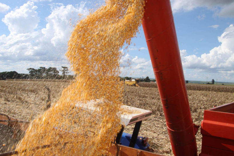 Plantação de milho - Conexão Agro