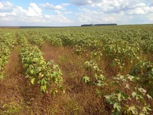 Algodão plantas daninhas - Conexão Agro