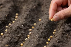 biotecnologia vegetal Curso Gratuíto Conexão Agro