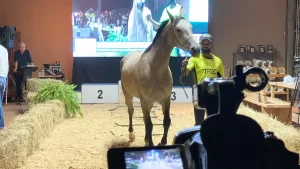 leilao de embriões óvulos equídeos Conexão Agro