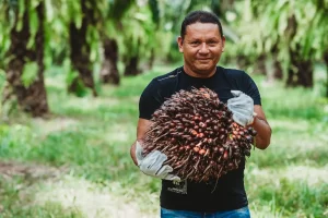 Agropalma Óleo de Palma sustentabilidade Agricultura Familiar - Conexão Agro