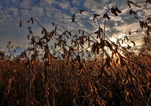 safra no paraná soja grãos previsão seab Conexão Agro