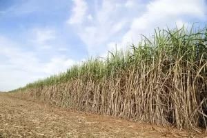 Imagem Plantio Cana de açúcar Conexão Agro