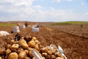 Imagem Batatas Conexão Agro