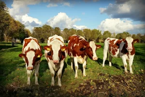 Bovinos Febre Aftosa -Conexao Agro