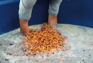 Estocagem de grãos de café em água - Conexão Agro