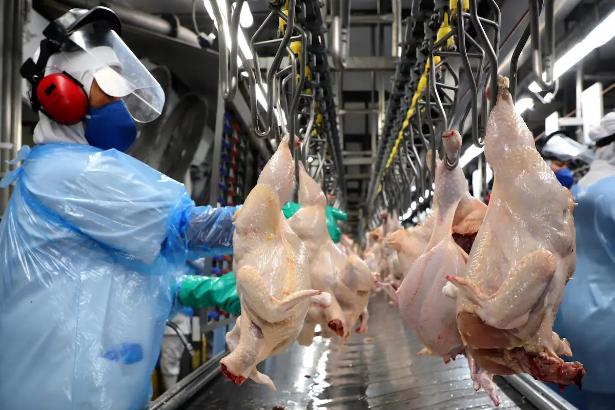 Produção de frangos - Conexão Agro
