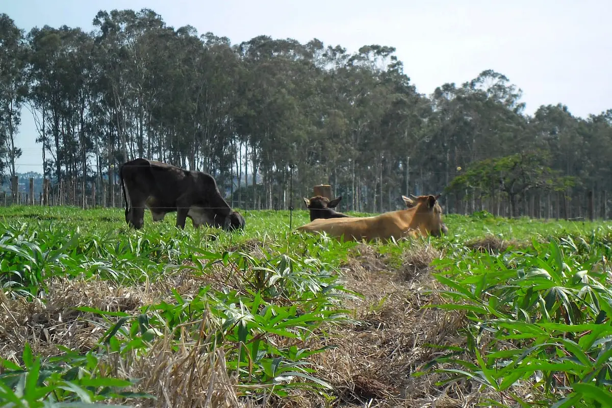 Integração mandioca-pecuária - Conexão Agro