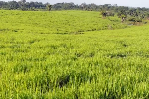 Calculadora de sementes forrageiras - Conexão Agro