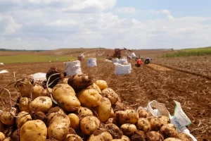 Lavoura de batatas - Conexão Agro