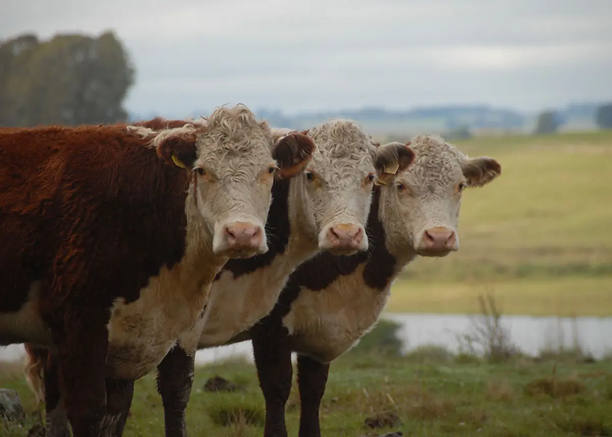 Calculadora aponta melhores cruzamentos na pecuária - Conexão Agro