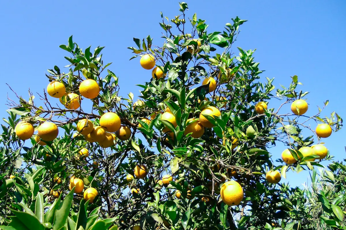 Citricultura - Conexão Agro