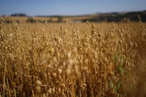 Dia de Campo Aveia cultivo de inverno Conexão Agro