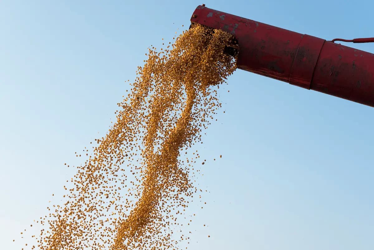 esmagadoras de grãos copasul grãos de soja pedra fundamental - Conexão Agro