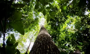 Floresta Amazônica - Conexão Agro