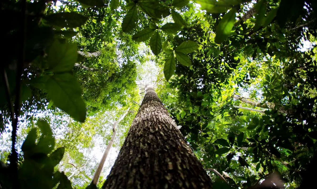 Floresta Amazônica - Conexão Agro