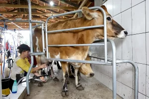 Produção de leite - Conexão Agro