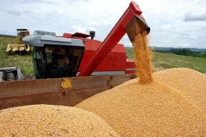 Colheita de milho na Embrapa Milho e Sorgo - Conexão Agro