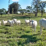 Pecuária bois no campo - Conexão Agro