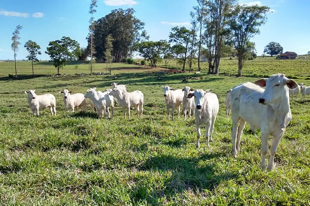 Pecuária bois no campo - Conexão Agro
