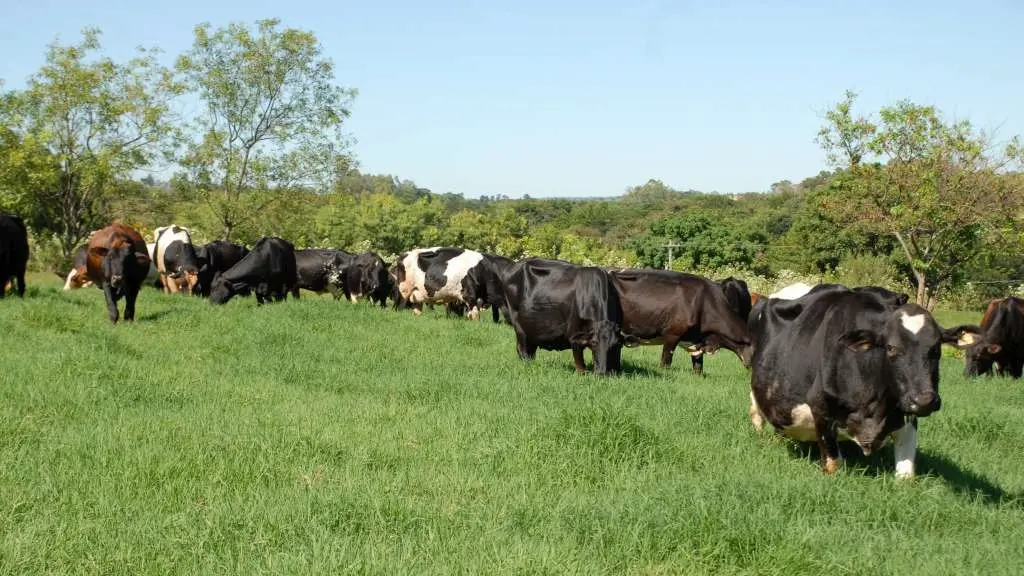 Diagnóstico pecuária leiteira idr-pr Conexão Agro