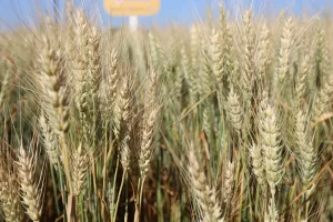 Plantação de trigo - Conexão Agro