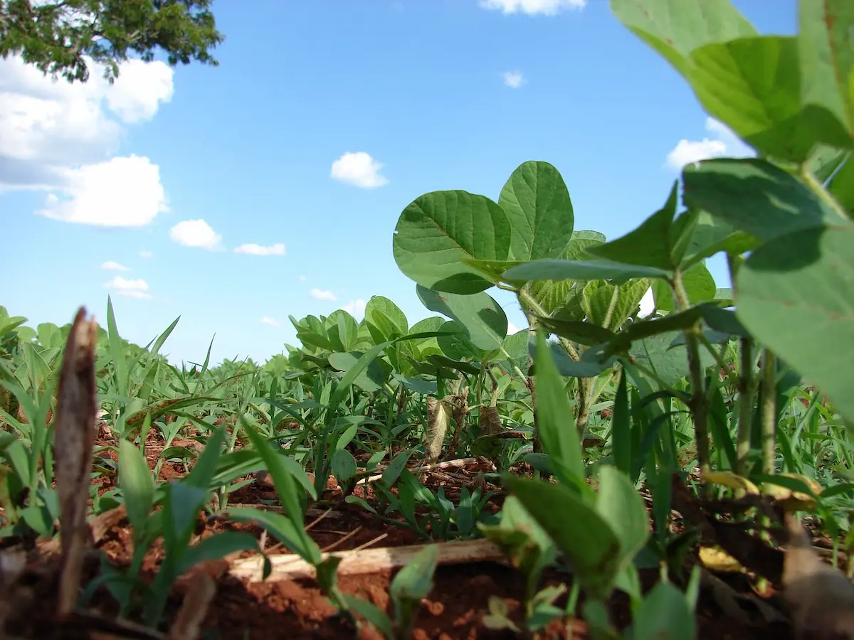 reunião soja fertilidade bioinsumos - Conexão Agro