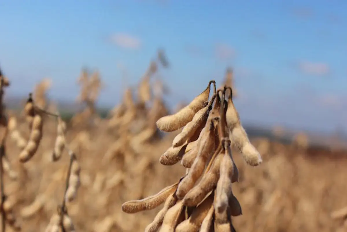 Plantação de soja da Embrapa - Conexão Agro