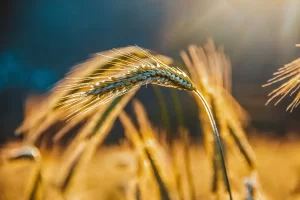 Safra recorde de trigo - trigo - projeções - Conexão Agro