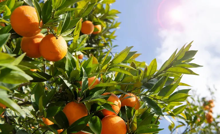 Valor Bruto de Produção da Agropecuária laranja - Conexão Agro