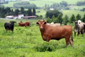 Boi gordo no pasto - Conexão Agro