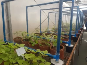 genética casa de vegetação GDM laboratórios - Conexão Agro