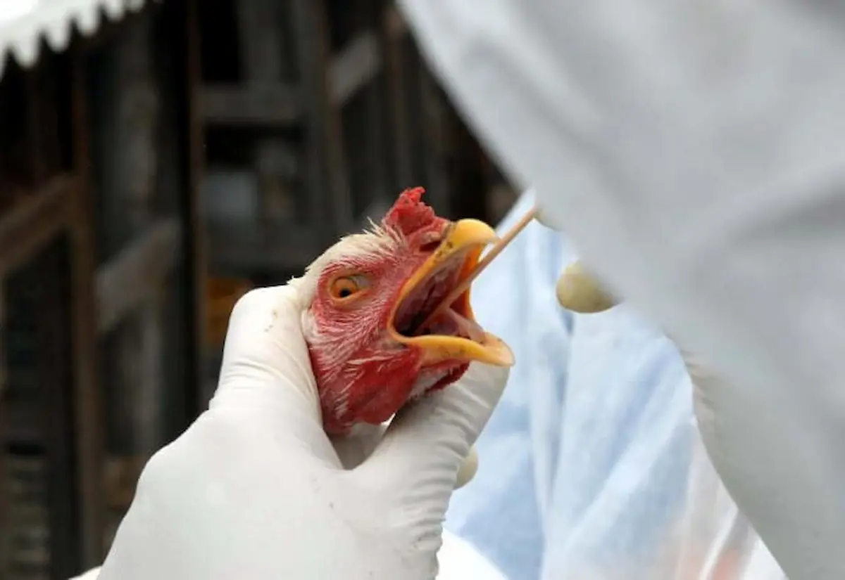 Gripe aviária em animais de subsistência - Conexão Agro
