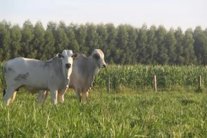 Integração lavoura pecuária e floresta - Conexão Agro