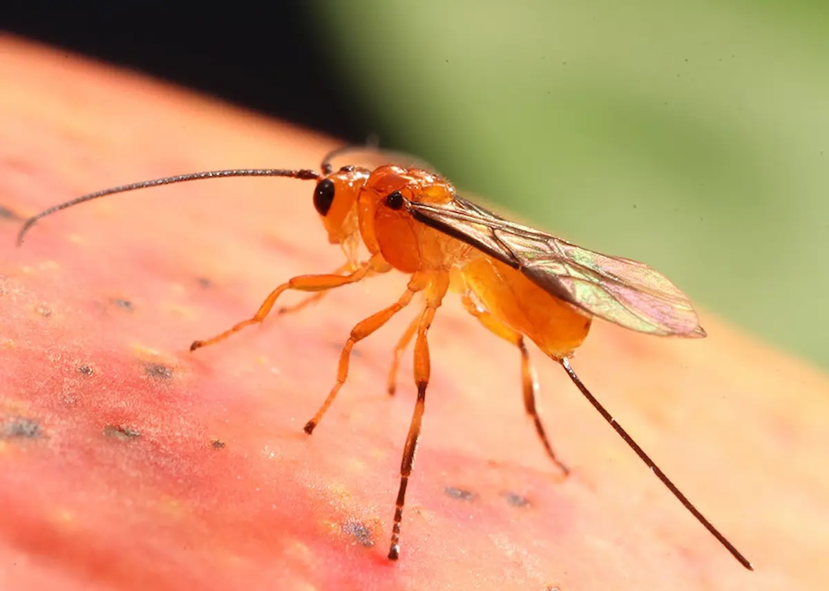 Parasitoide controla mosca-da-fruta - Conexão Agro