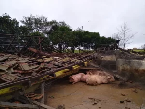 Porcos em escombros em propriedade em Santa Rosa (RS) após ciclone - Conexão Agro