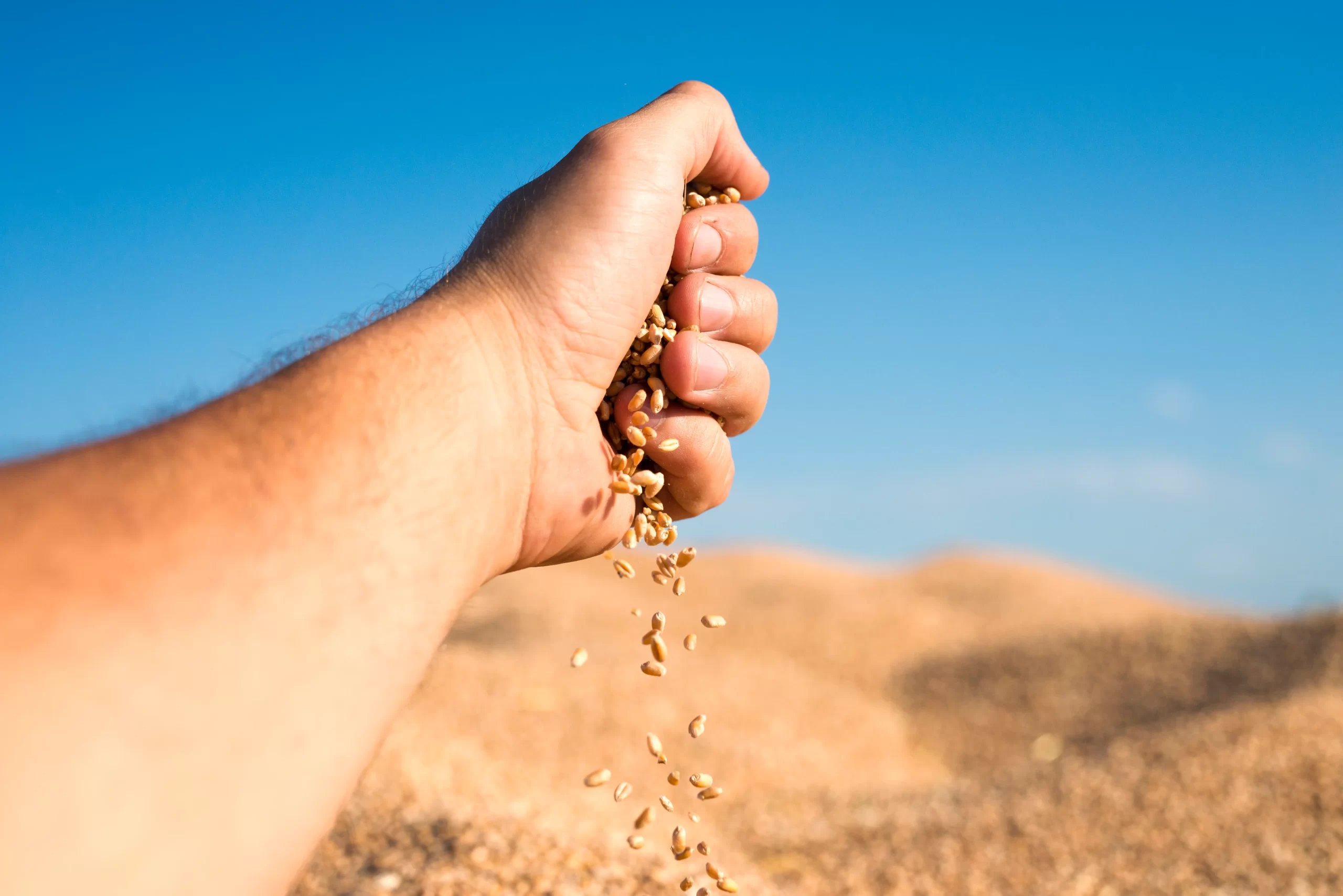 V Simpósio Pós Colheita de Grãos - Conexão Agro