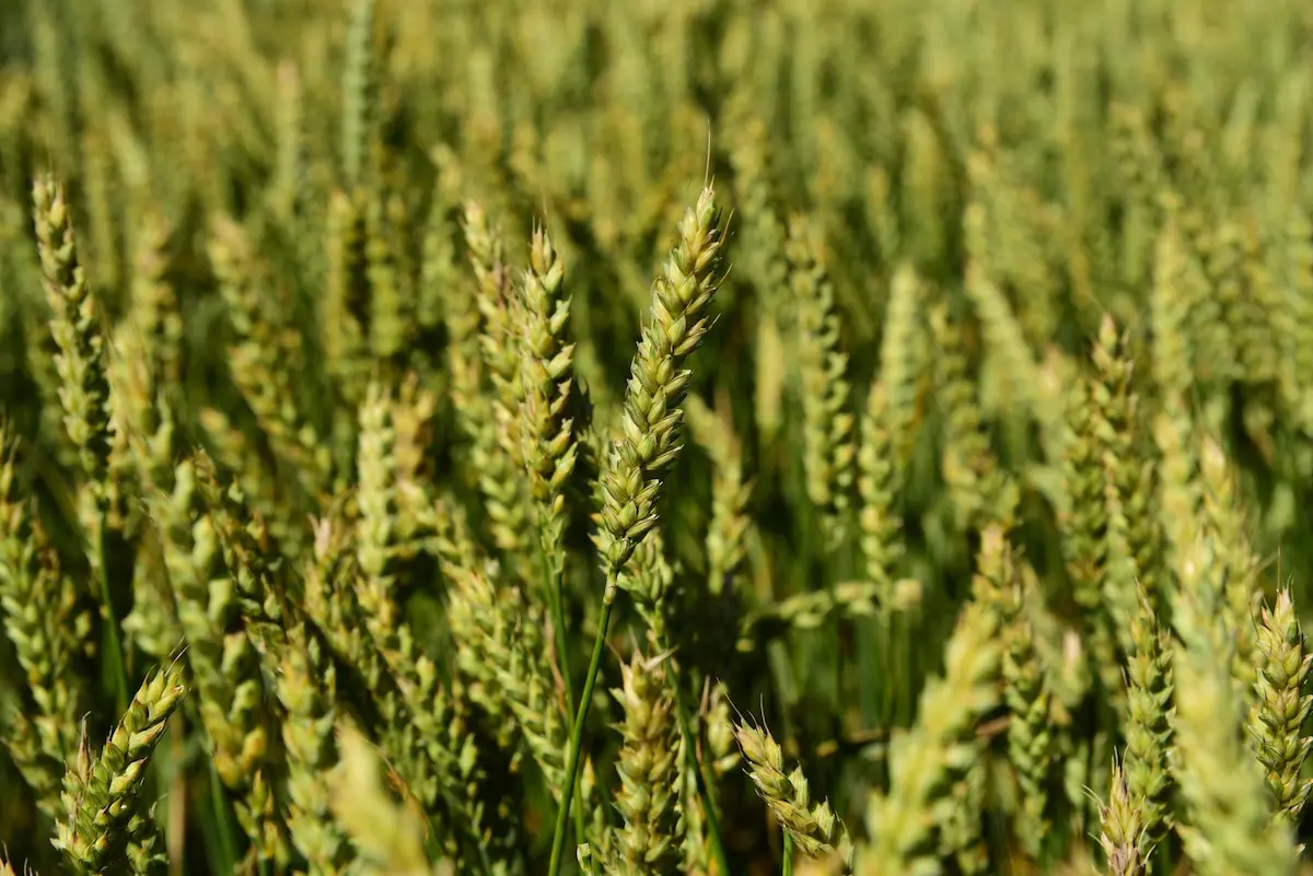 Biotrigo Weiss - trigo para malte - Conexão Agro