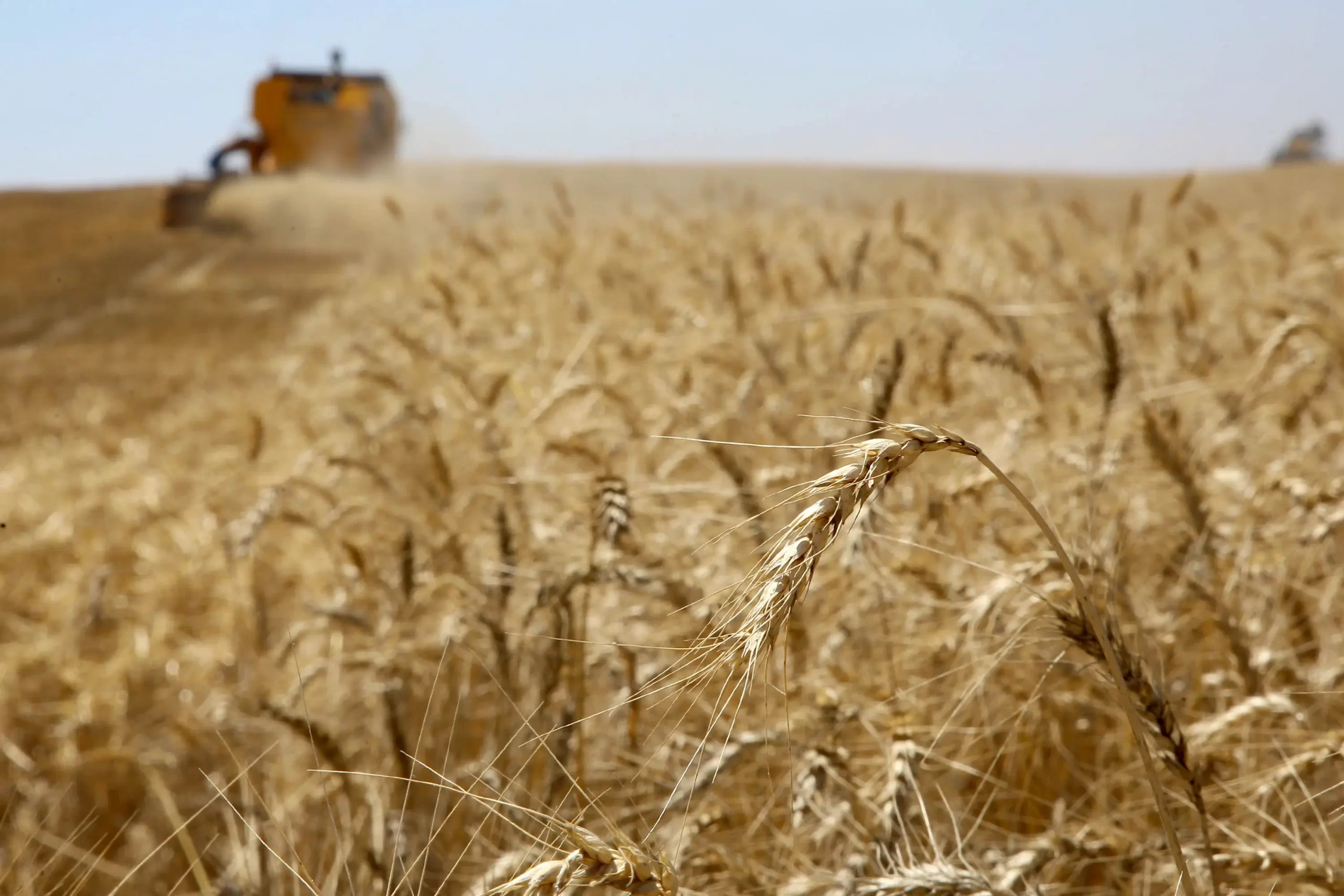 Colheita de trigo - Conexão Agro