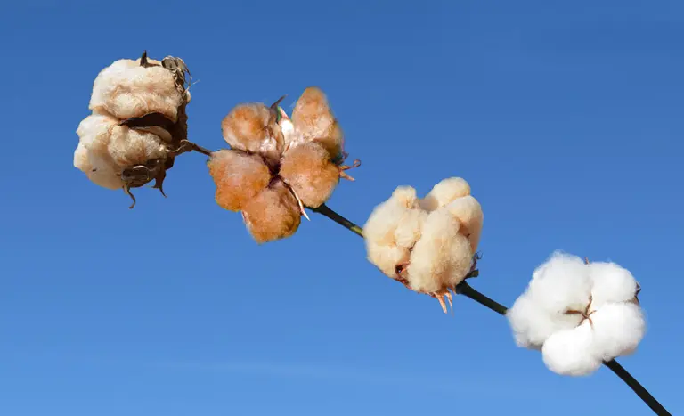 melhoramento genético- cores no algodão - aLGODÃO COLORIDO - conexao agro
