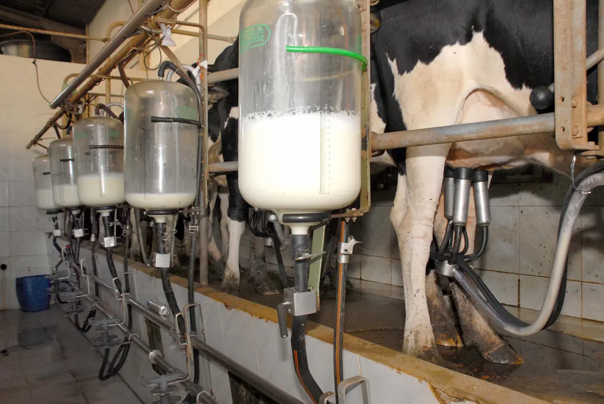 ordenha de leite em vacas - Conexão Agro