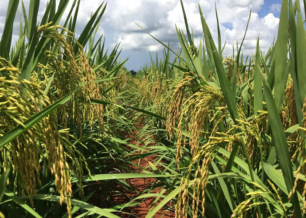 Plantação de arroz - Conexão Agro